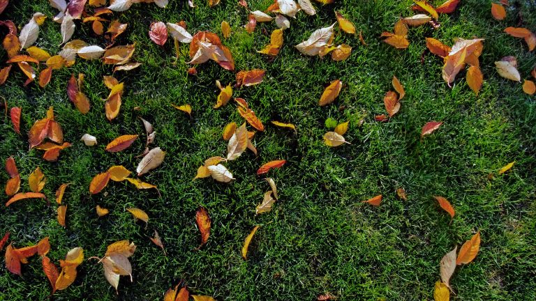 leaves on grass