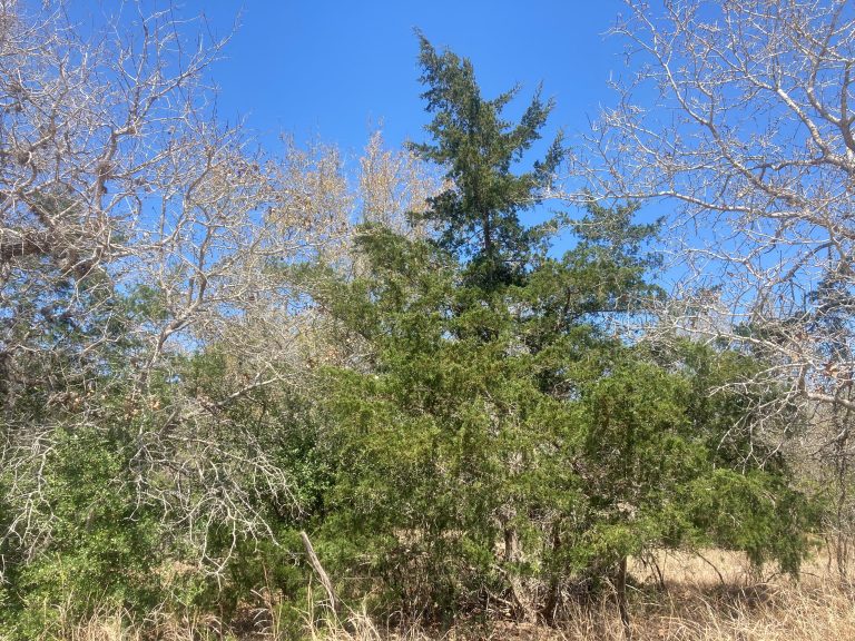 Wild red cedars near Goliad, TX in winter.