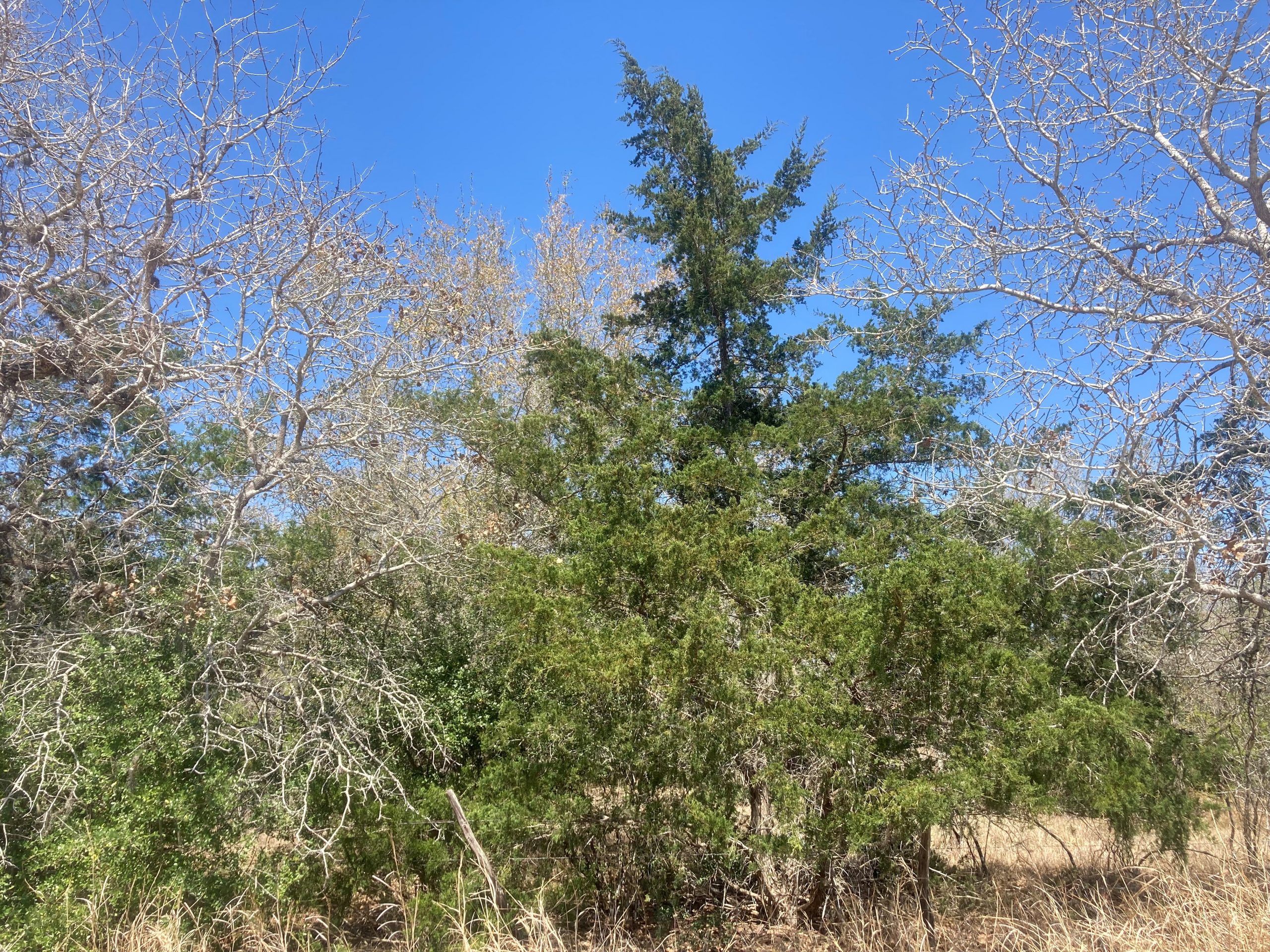 Wild red cedars near Goliad, TX in winter.