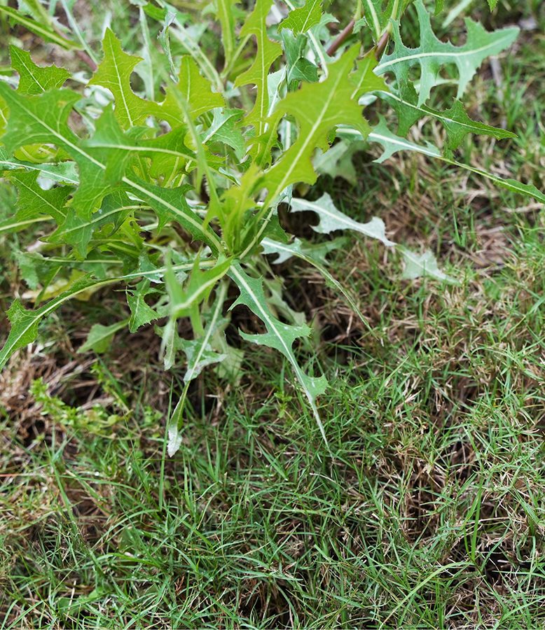 weeds in grass