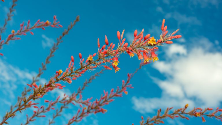 Red Yucca