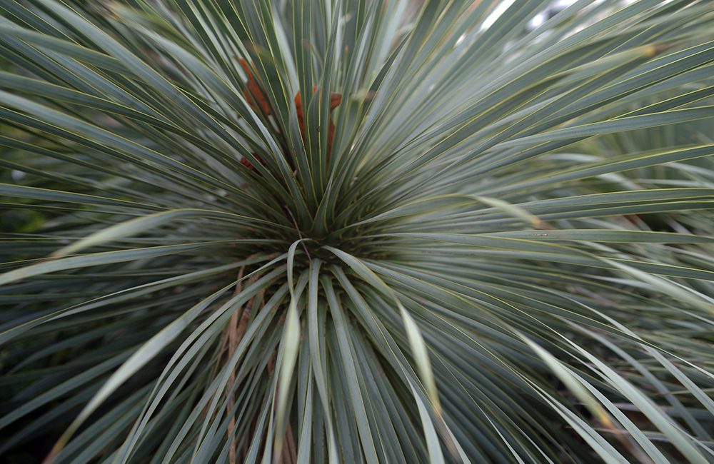 Yucca rostrata
