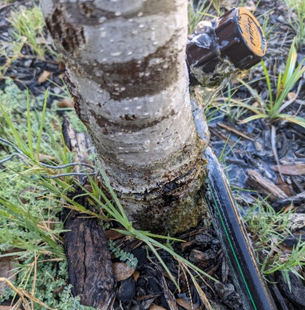 bubbler wired to tree