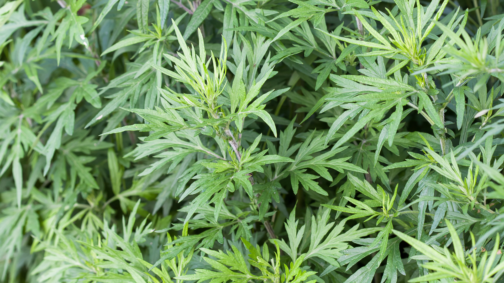 Mugwort