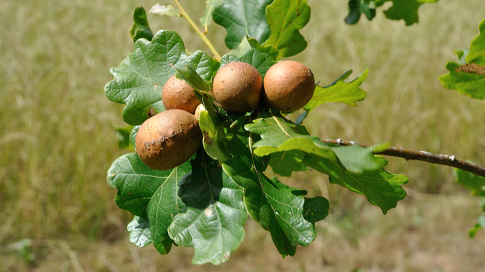 Oak Gall