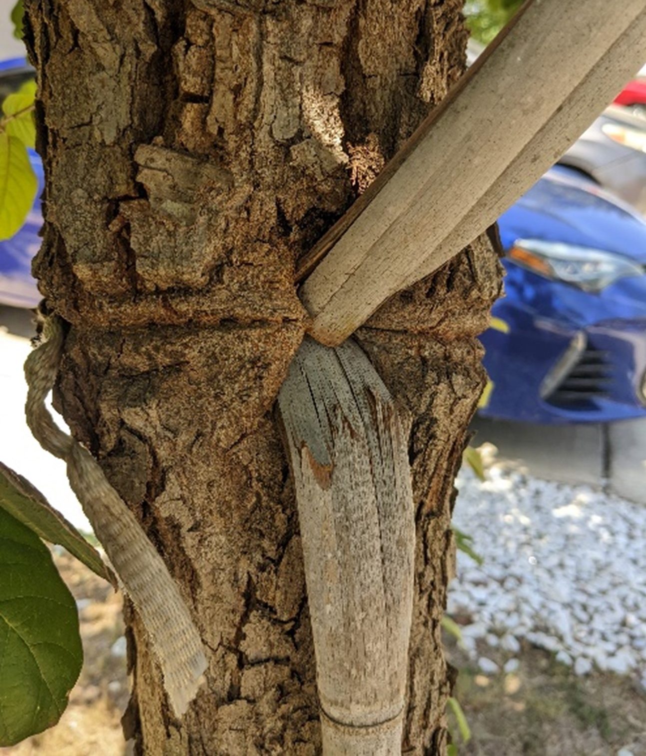 post strap tree damage