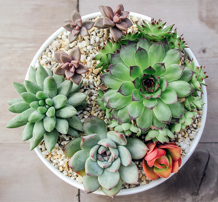 succulents in pot