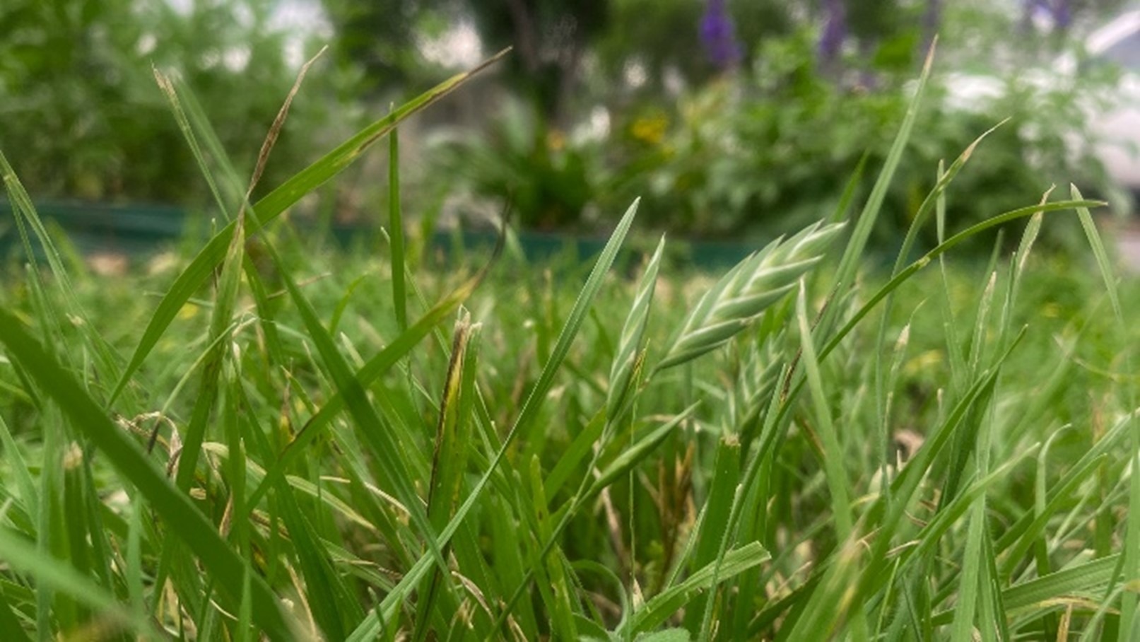 grass