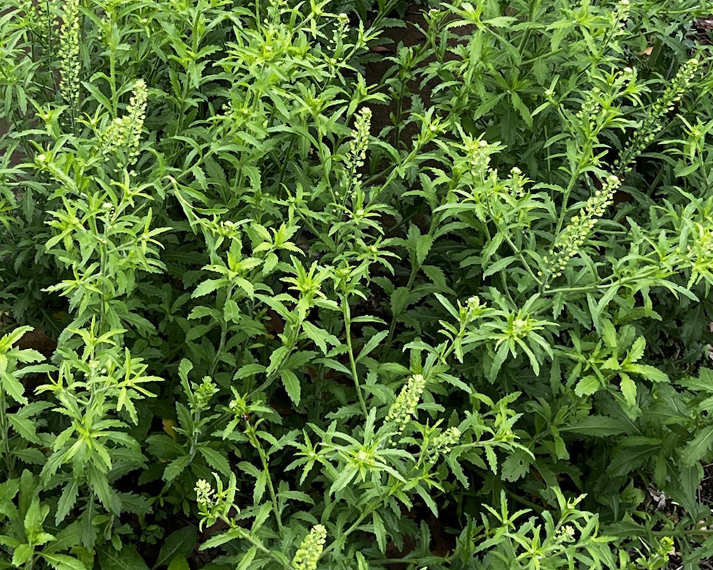 pepperweed