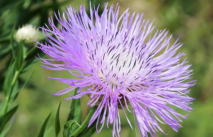 wild flower