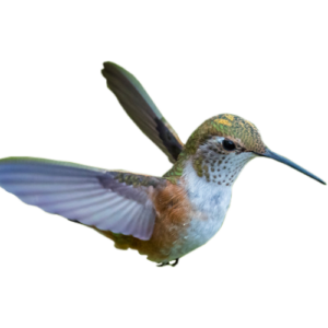Hummingbird in flight