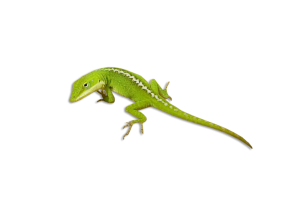 Lizard