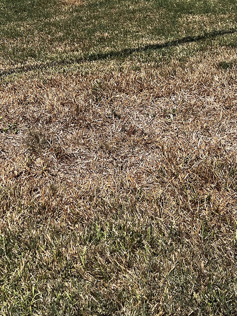summer turfgrass