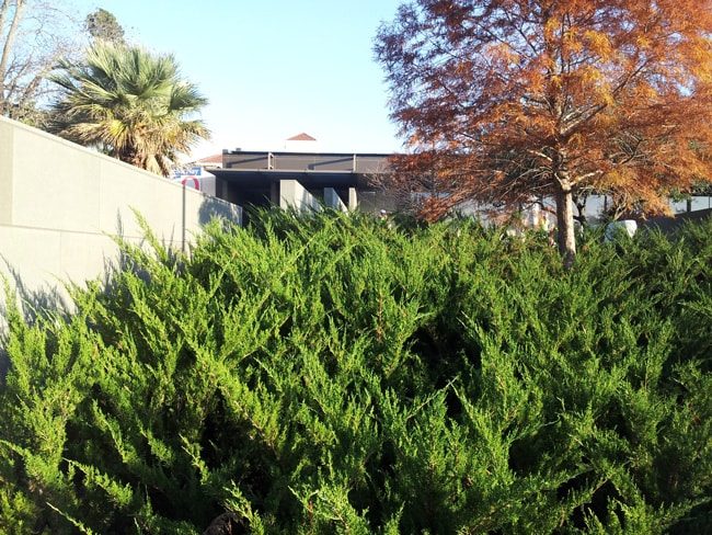 Ornamental Juniper