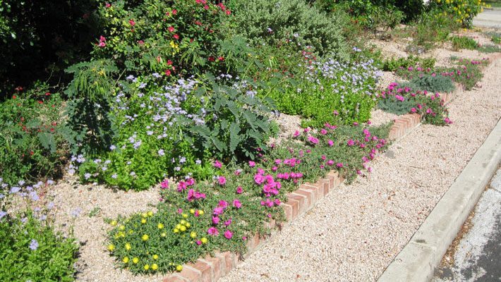 Native plants in a xeriscape garden bed