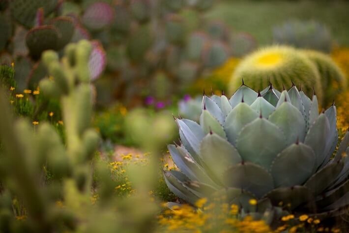 Artichoke Agave