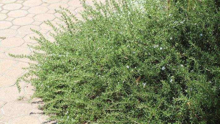 Rosemary Trailing Over the Walkway