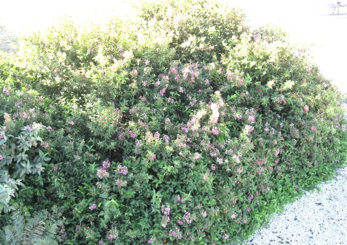 Barbados Cherry