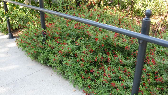 Creeping Cuphead in bloom