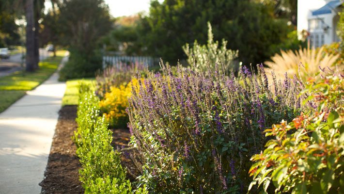 Native plants in front yard garden