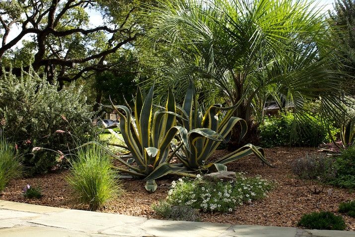 Stunning, Dramatic Striped Agave