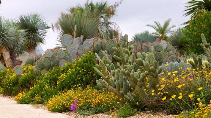 Mix of cacti and native plants in a commercial setting