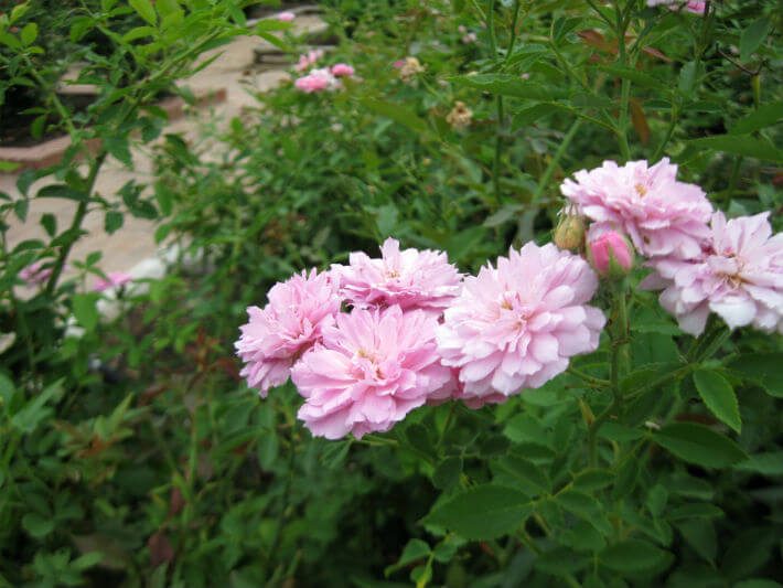 Earth-Kind® Caldwell Pink Rose