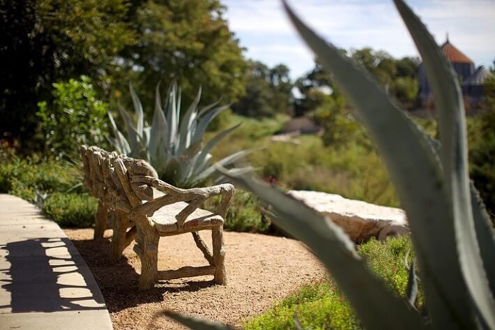 A Century Agave