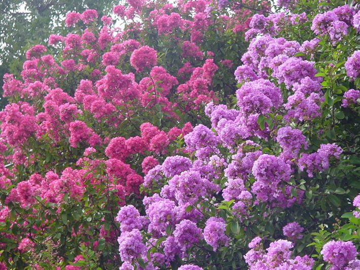 Crape Myrtle