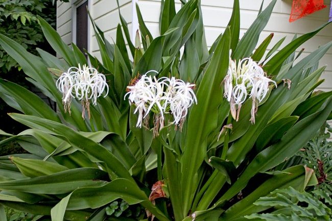 Giant Crinum