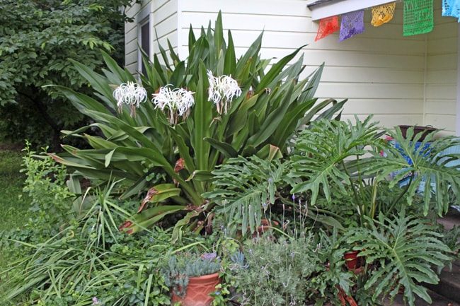 Crinum and Splitleaf