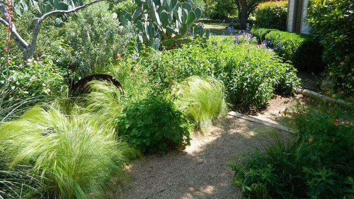 Xeriscape garden showing various textures