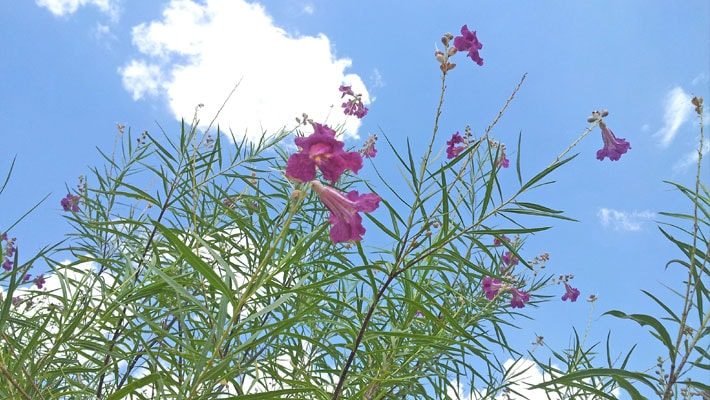 Bubba Desert Willow