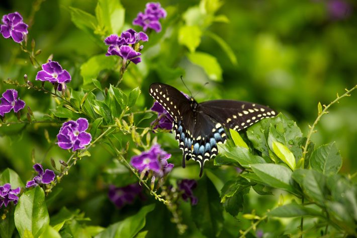 Duranta and Black Swallowtail