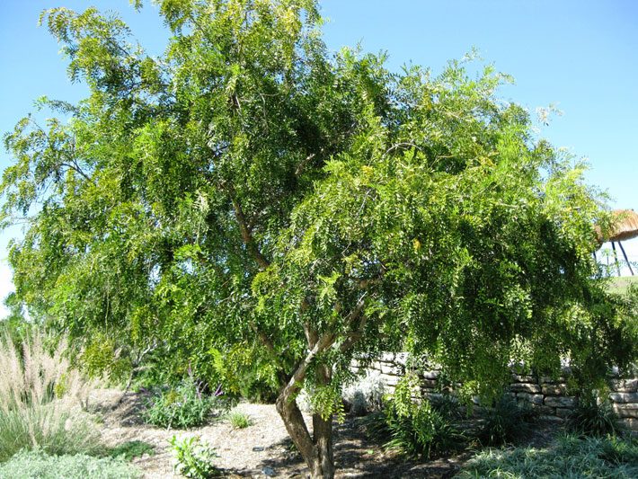 Eve's Necklace tree
