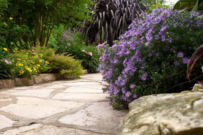 Fall Asters Tumble Over Pathway
