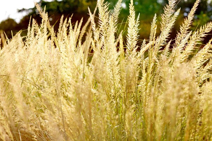 Lindheimer's Muhly