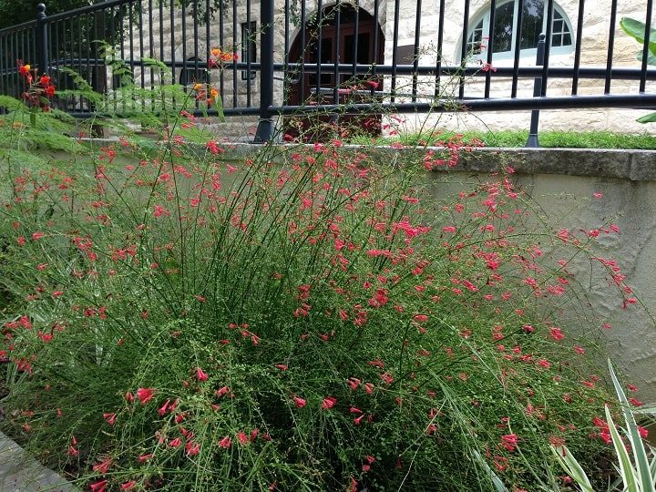 Firecracker Plant