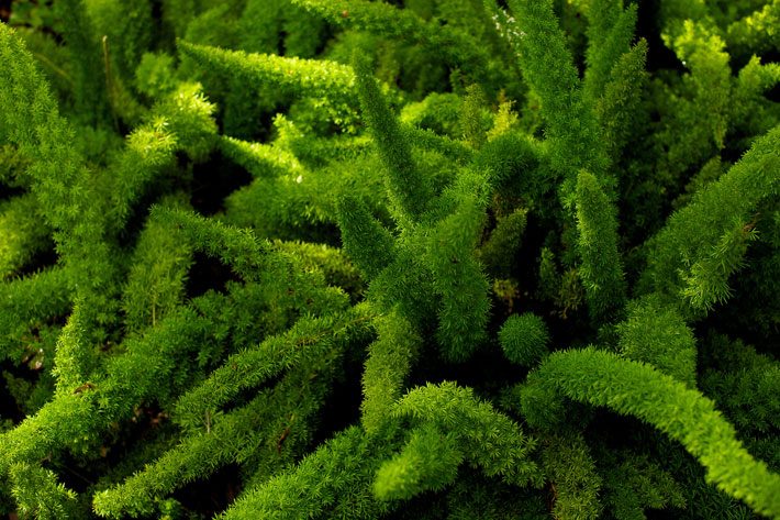 Foxtail Asparagus Fern