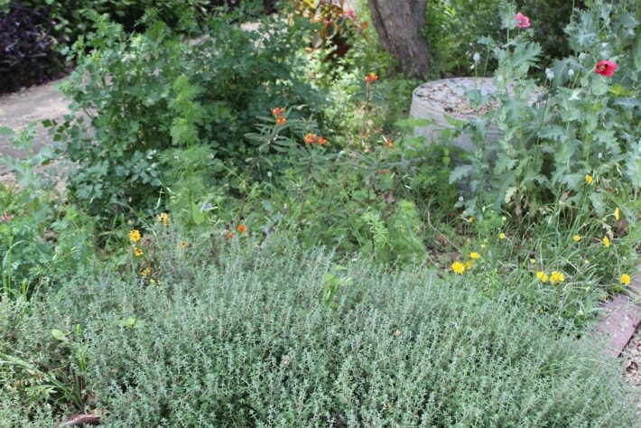 French Thyme with friends