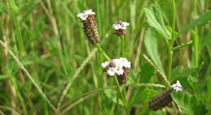 Tiny Frogfruit Flowers