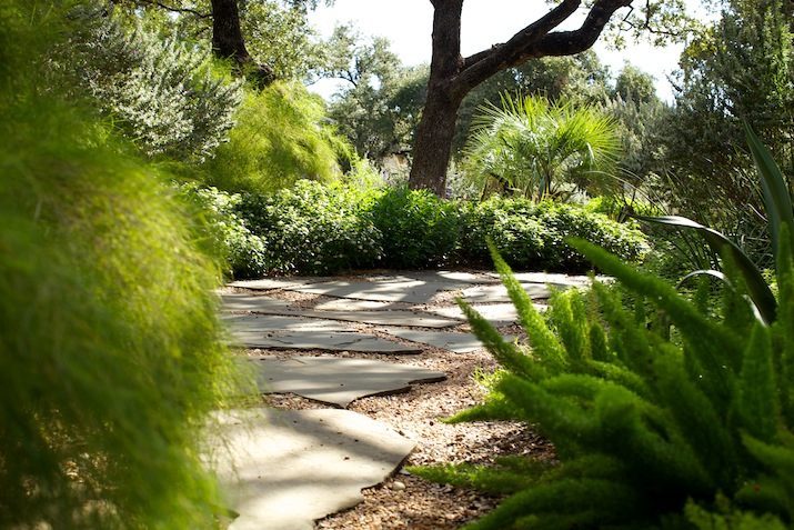 A Foxtail Path