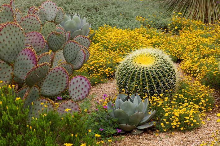 Golden Barrel Cactus on a Carpet of Damianitia