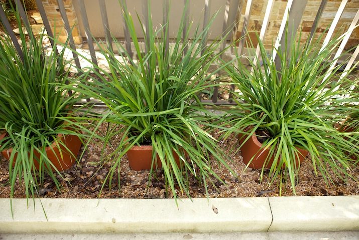 Narrow Strip Solution