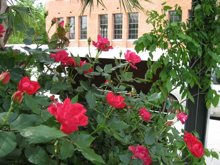 Knockout Rose Bloom