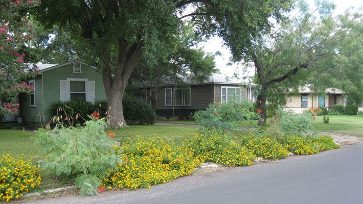 New Gold Lantana planted along street side of front yard