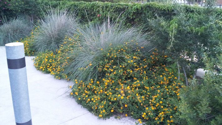 Narrow space filled with native plants