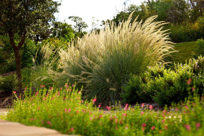 Lindheimer Muhly with Salvia in foreground