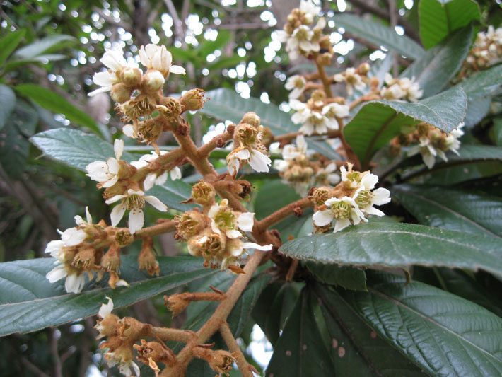 Loquat Blooms