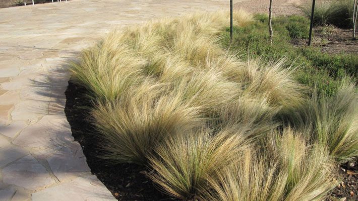 Ornamental grasses